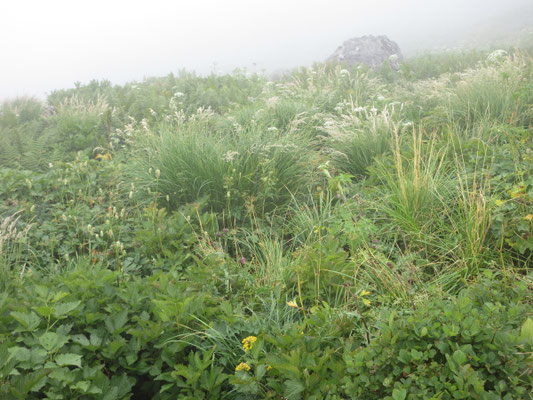 こちらはきりに煙る秋の花畑