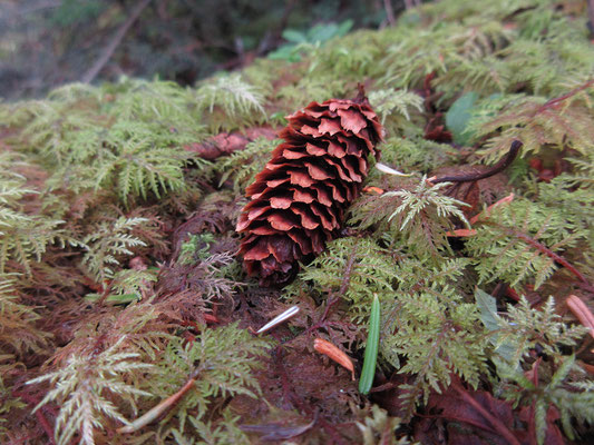 フカフカの苔の布団の上で、これはモミの実？　