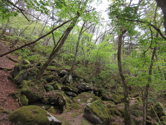 山に登らずとも、こうした経路を散策するだけで命の洗濯になる