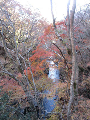 途中立ち寄った紅葉橋からの紅葉