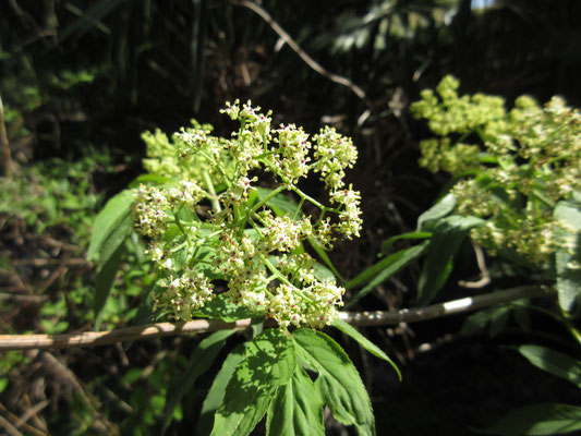 ニワトコの花　「花や葉は解熱や利尿剤などの生薬として使用される。骨折した患部に湿布をしたことから『接骨木（せっこつぼく）』との別名がある」（「丹沢に咲く花」より）