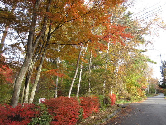 11月に入りちょうど見頃の甲斐大泉の紅黄葉1