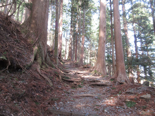 基本、このような参道となっていて山道としては安全で問題ない