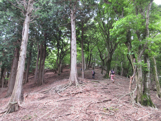 明るい落葉樹林のなかをつめていくと〜