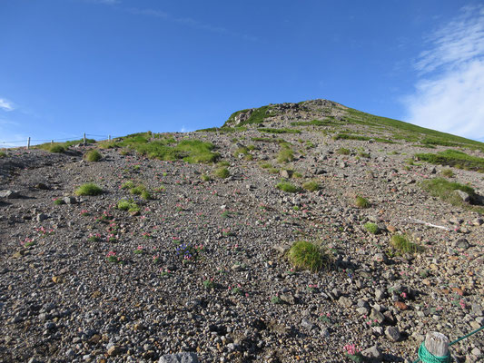 富士見岳を見上げると、そのザレザレの斜面一面がコマクサ