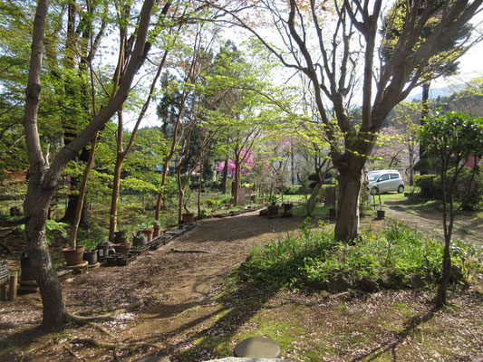 芽吹きの緑が美しい館山