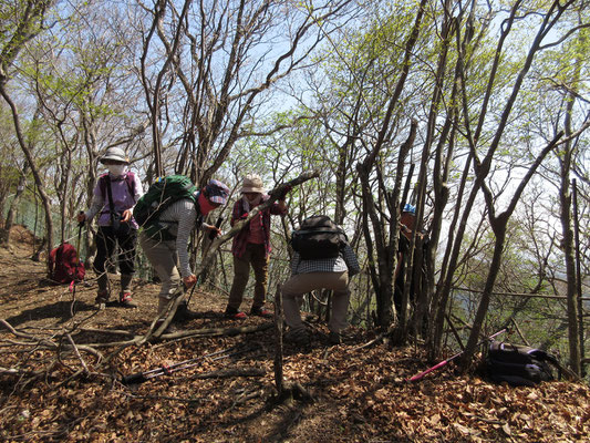 稜線の登山道の倒木を整備する会員　手作業でできることは、持参のノコギリなどを使い会員で整備している