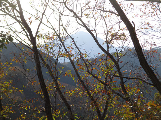 左手（南西）には大室山が梢越しに見えた