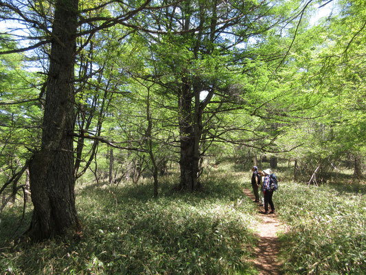 そこからも気分のいい山道　植林とは全く違う、威厳のある落葉松を見上げる