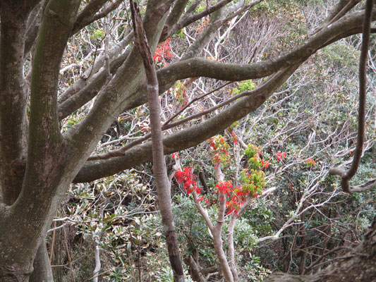 前々から観察されて不思議に思っている、この時期に紅葉しているハゼノキ　