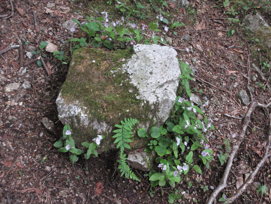 足元には相変わらずクワガタソウが咲き乱れていて、小さな岩を飾るように取り巻いたり〜