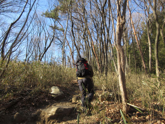 すぐに山道 しかし多くの人が歩いているらしく、足元は固い