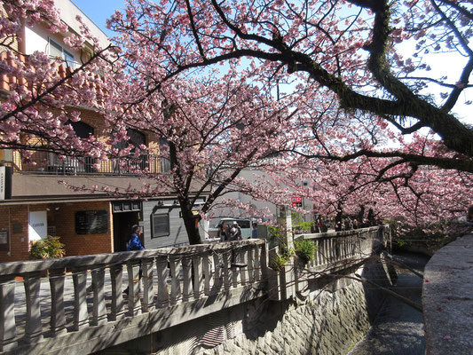 来宮神社から海の方へ下るように町中に出る　市役所などの殺風景な町中を通り過ぎると突然、華やかな「熱海桜」が糸川沿いで迎えてくれた