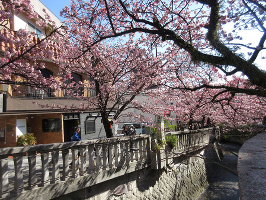 来宮神社から海の方へ下るように町中に出る　市役所などの殺風景な町中を通り過ぎると突然、華やかな「熱海桜」が糸川沿いで迎えてくれた