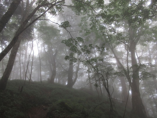 ブナやミズナラの林となる　夜叉神峠登山口には「クマに注意」の看板があったが、それはこの付近の森がブナ、ミズナラの為　標高が上がるとほぼ針葉樹林となるので、熊鈴も上部では不要のようだ