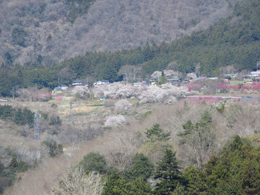 こちらはズームで先程まで居た山の中腹を見たところ