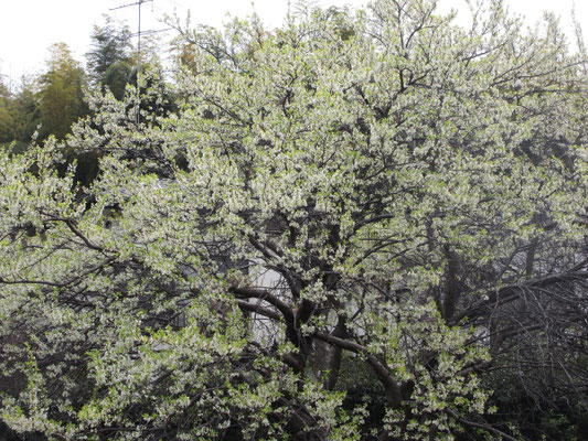 すでに葉っぱも出てきていて、全体が緑色っぽく見える桜　御衣黄ではない