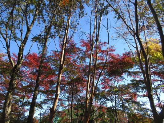 館山の紅葉を愛でながら、幸せなひととき