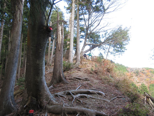 こんな荒れた急登もあり