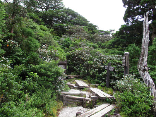 花之江河の分岐　ここから宮之浦岳の登山道と屋久杉ランドへの下山路が分かれる