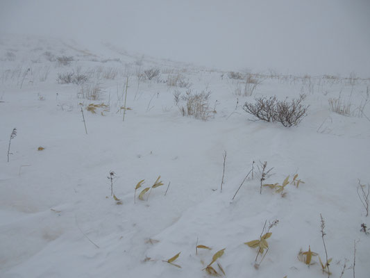 そんな世界だからこそのショット　雪に埋もれている方が暖かいのかもしれない　風と寒さに耐える植物たち