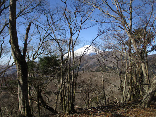 こんな感じ　周りの様子と全く異質の純白が急に飛び出しているのが不思議　やはり特別感がある