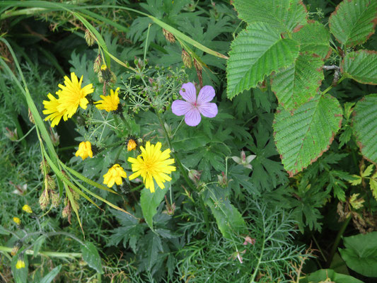 明るい雰囲気のお花たち　黄色はコウゾリナか？　ハクサンフウロのピンクは上の方に来てまだ咲き残っているものがあった