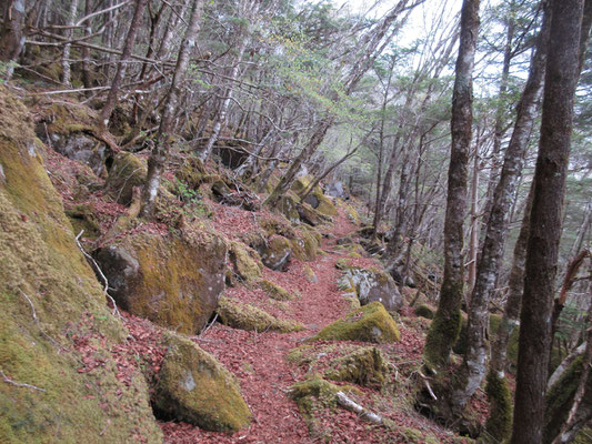 柳沢峠への道は落ち葉が敷き詰められ足にやさしい