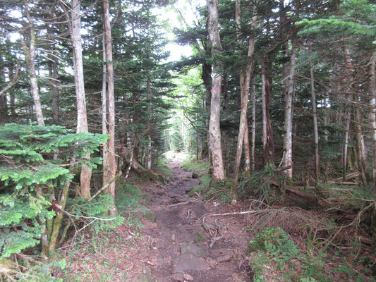 後で気づくが、大河原峠に昨日着いたときに撮った大きな山体の山の中を下っていた訳で、とても長かった