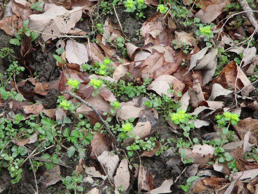 ネコノメソウ　春を感じる植物