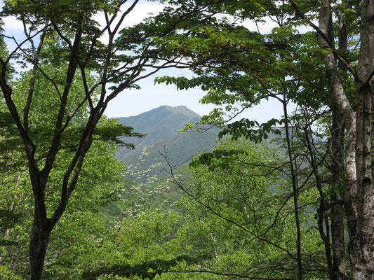 樹間からは戸倉山　別名、伊那富士が見える