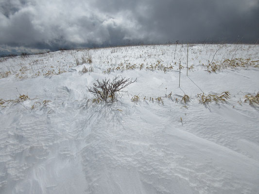 輝く雪面