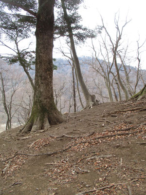 稜線近くに大きなモミが…　モミが出てくると、稜線部に近い