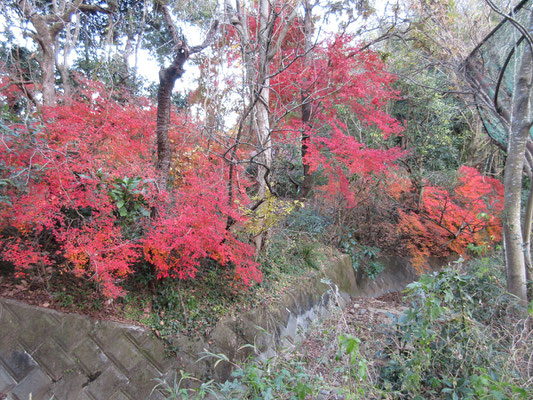 下山口の紅葉　