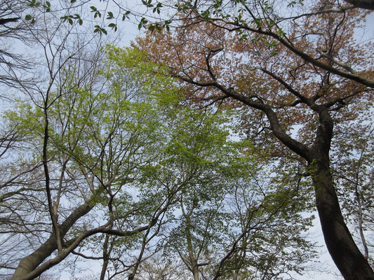 登山口付近では、木の芽吹きと桜が一緒