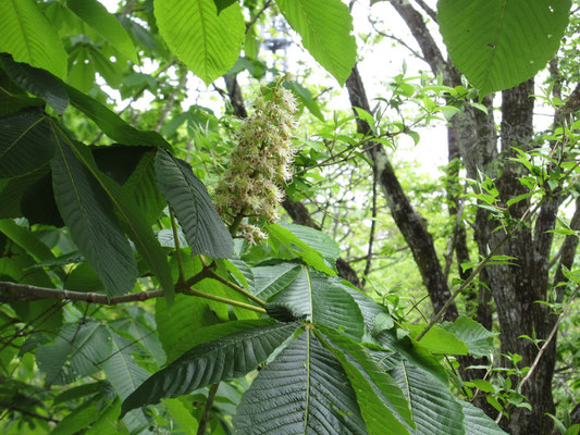 こちらはトチの花　低い位置に咲いていたので接写できた