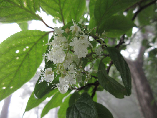 途中の小広い稜線で多く見た木本の花　ただ、この中低木はことごとく幹にキノコが付着していて、もう元気がなくなったり枯れているものが多かった　どうしてだろう？　あまりに湿度が高くこの木には厳しい環境なのだろうか？