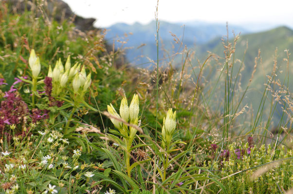 高嶺の花々を前景に〜　