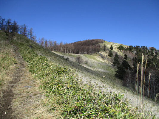 山頂近くは草原のような開けた景観になります