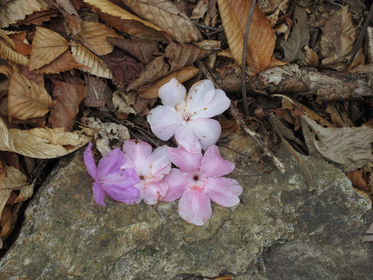 アカヤシオとミツバツツジの落花　この辺りの花はもう終わっている
