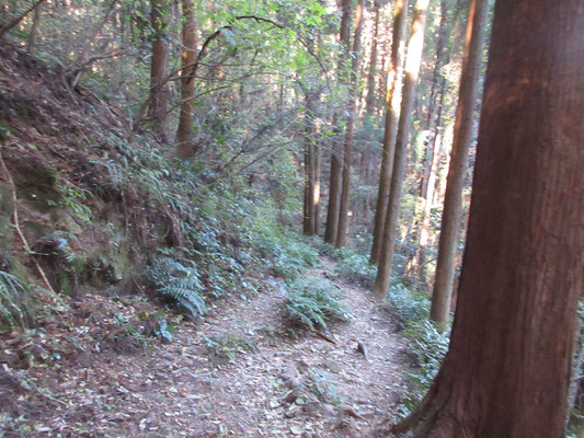 植林帯だが、この遊歩道は陰鬱な印象はない