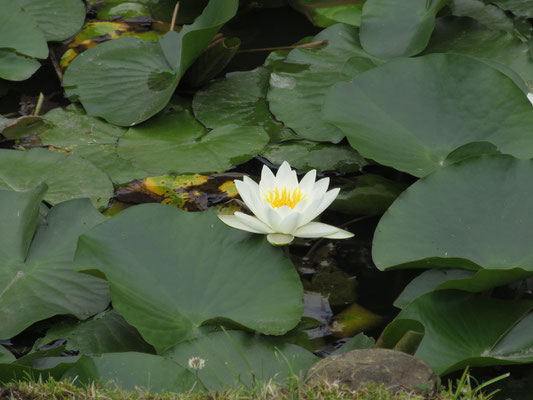 原三溪の好みが白いハスの花だったとのこと