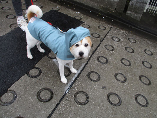 雨の日のオマケ　人の合羽より高いと飼い主が語っていた合羽を着たわんこ