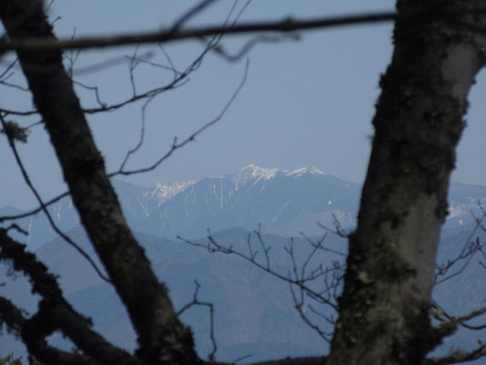 そして枝の間から見える遠い白い山は金峰山か？