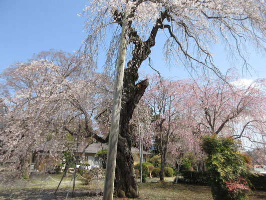 また移動して、こんどは神奈川県藤野町のお寺「正念寺」のしだれ桜　樹齢250年とのこと