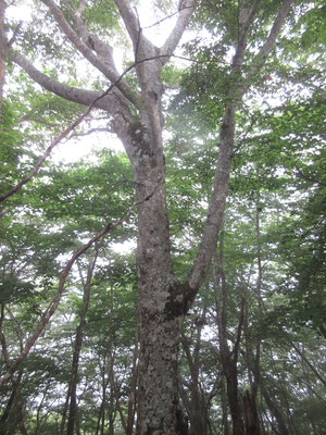 知らなかったが、この山域はブナがとても豊かで元気　