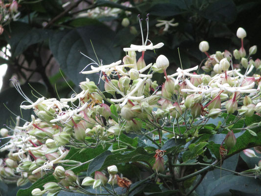 クサギという木は名前は知っていたが、こうした花の開花の経緯・様子は初めて知った