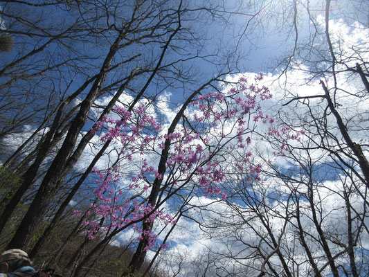 きらめく青空にピンクの花