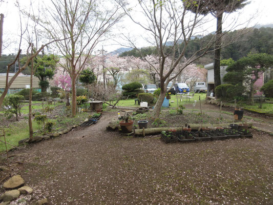 館山から見える国道412号沿いの桜