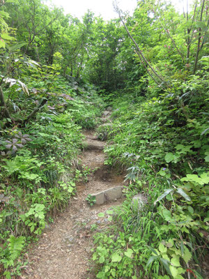 緑の山道
